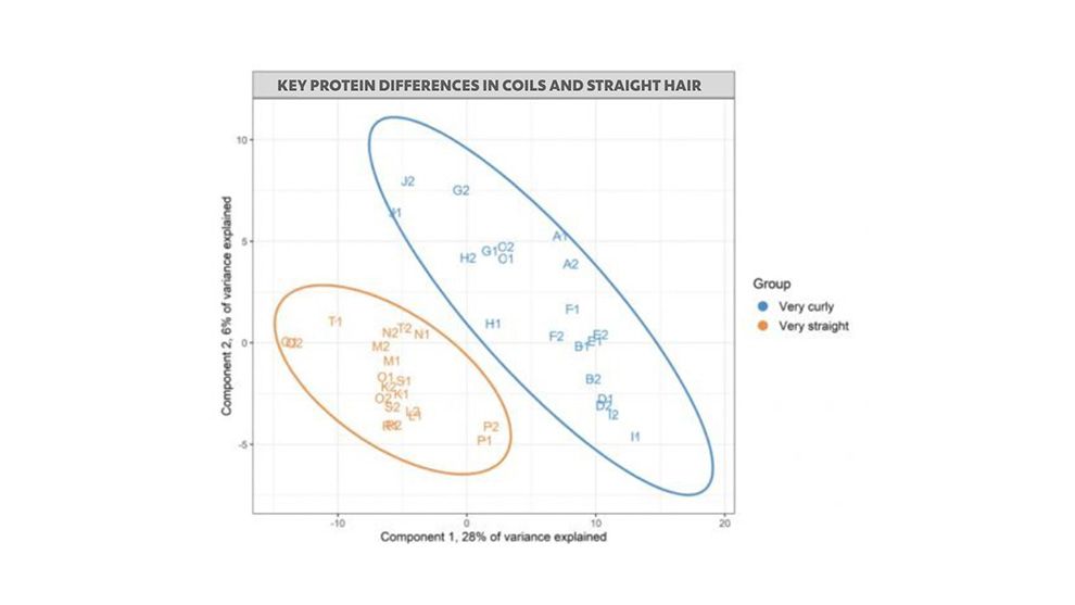 A slide showing two groups of proteins that define hair type