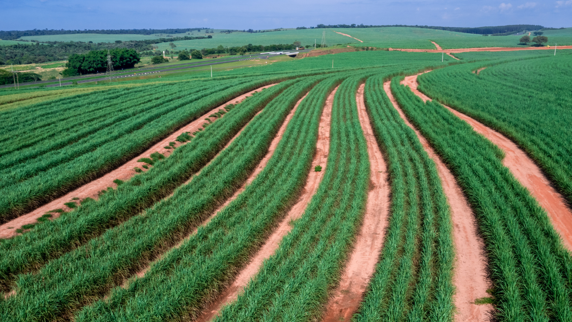 Aerial view looking down on rows of energy cane crop, curving off into the distance. Energy cane is a variety of sugar cane.