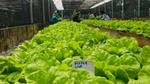 Today 90% of the garden’s harvest is used in the factory’s cafeteria which has a positive impact on staff eating habits.