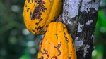 A close up of orange cocoa pods, hanging from a tree
