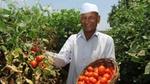 A farmer proudly showing his vines of tomatoes