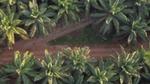 Aerial view of a palm oil plantation