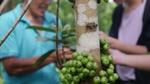 The trunk of a fig tree with green figs growing
