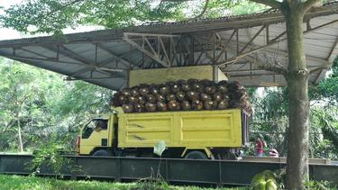 A photograph of a yellow truck and trailer filled high with fresh oil palm fruit arriving at a mill in Aceh, Indonesia, surrounded by trees.