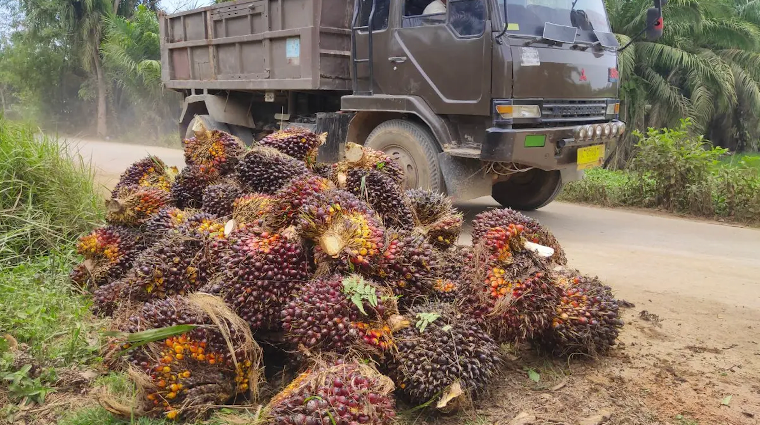 Fresh oil palm fruit bunches piled at the roadside and awaiting transportation