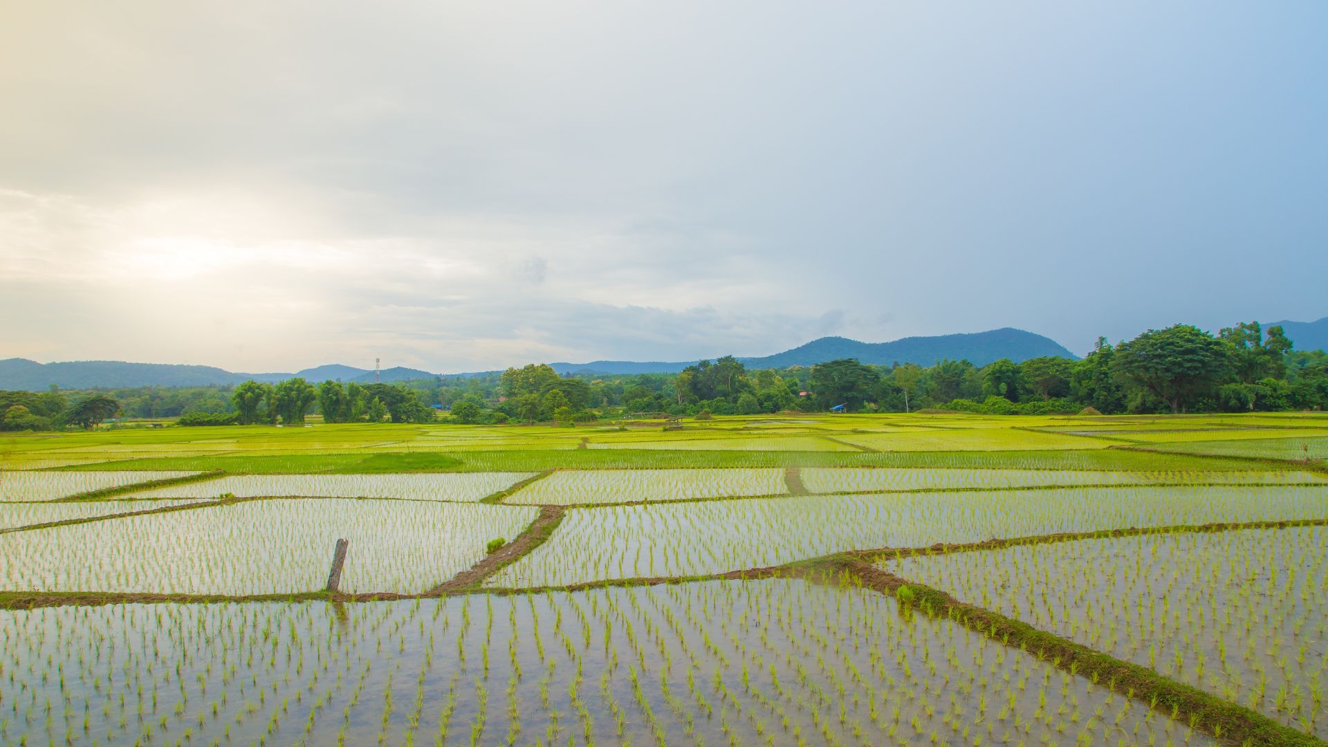Rice fields in India on a sunny day