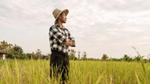 Farmer in field looking out over crop