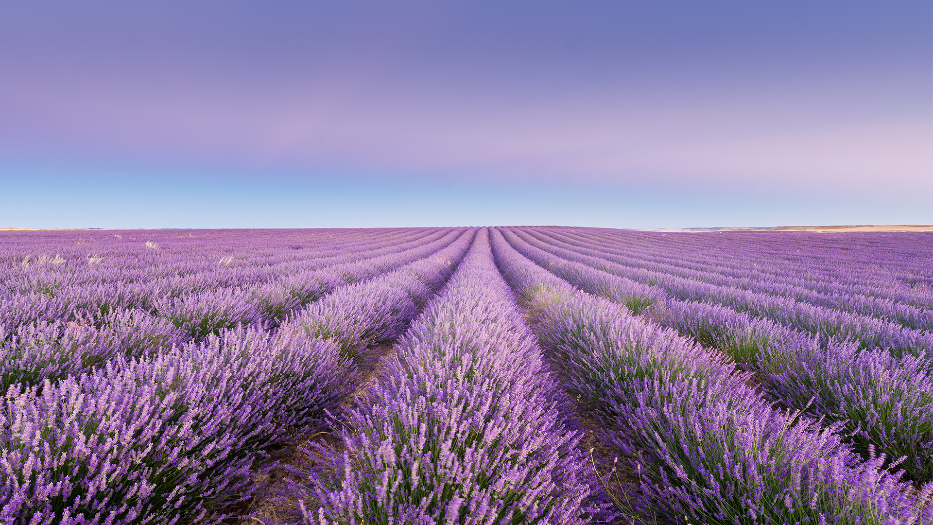 A field with several rows of flowering lavender trailing off into the distance, set against a purple and blue sky.
