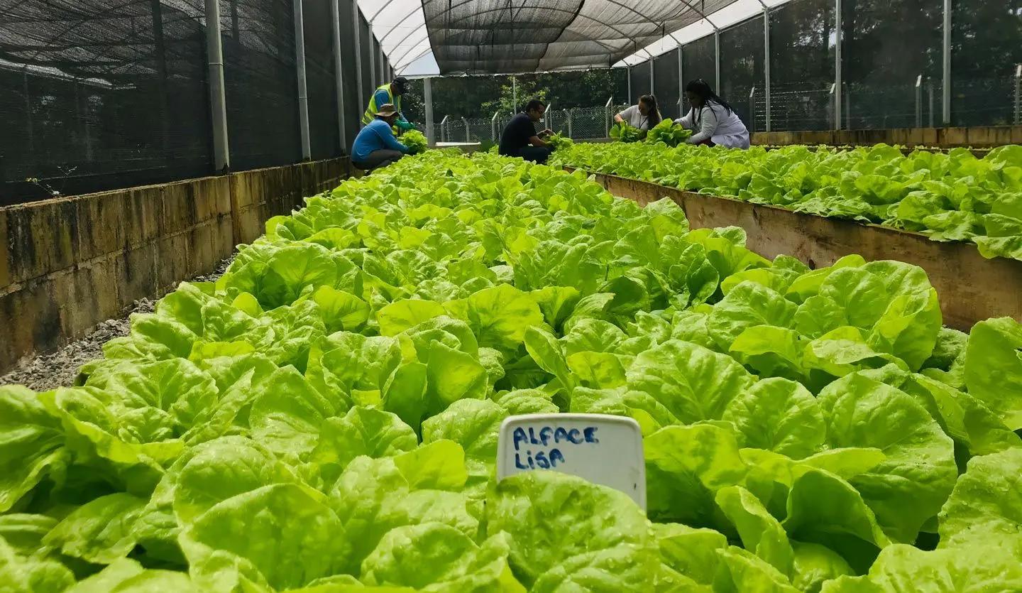 Lettuces grown in our Pouso Alegre greenhouses