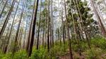 A forest of tall, thin trees reaching up into the sky