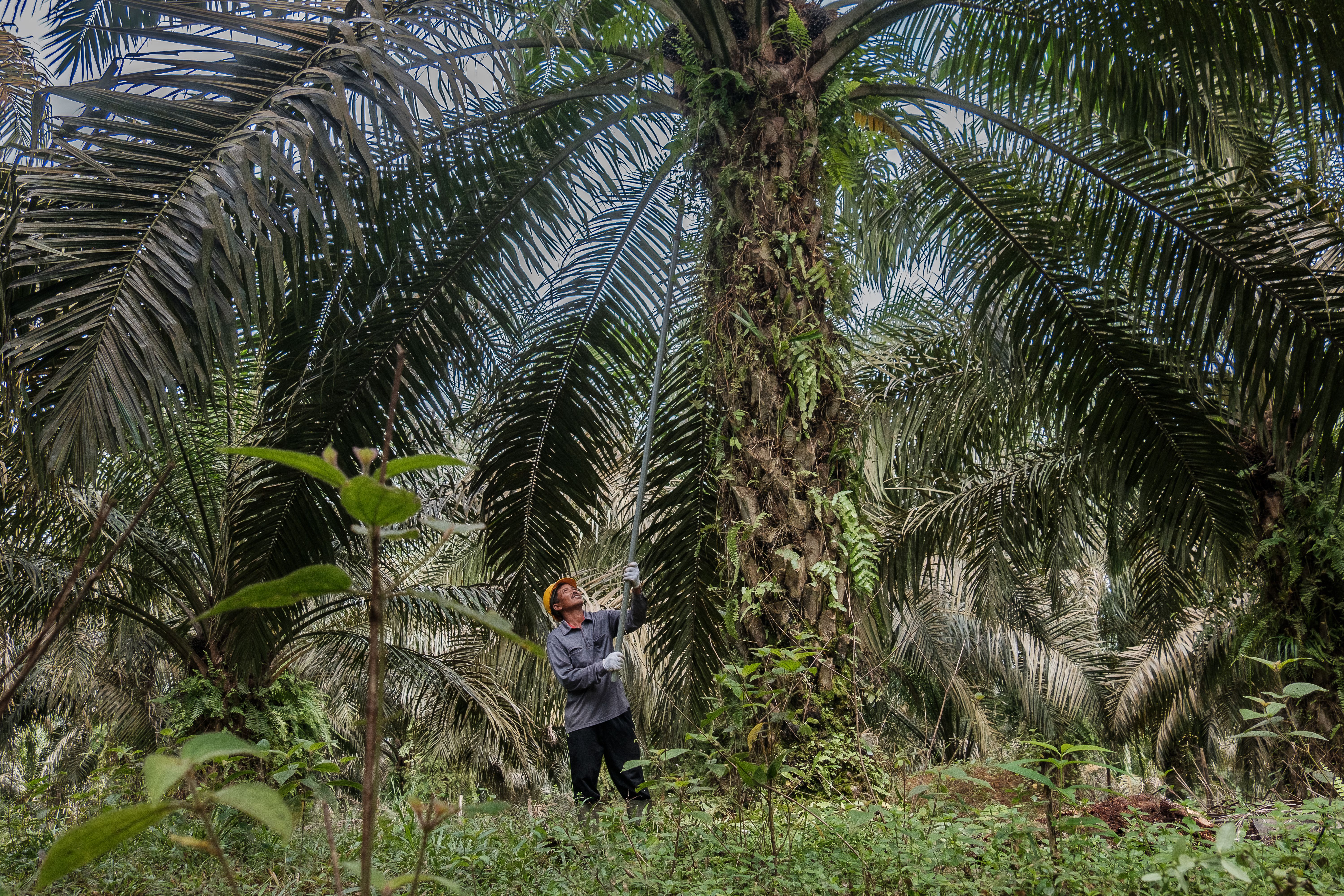 A plantation worker wearing a yellow hard hat and gloves uses a long extension pole to harvest fruit from a tall oil palm tree, surrounded by dense tropical foliage.