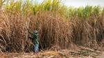 Person harvesting sugarcane in a large field.