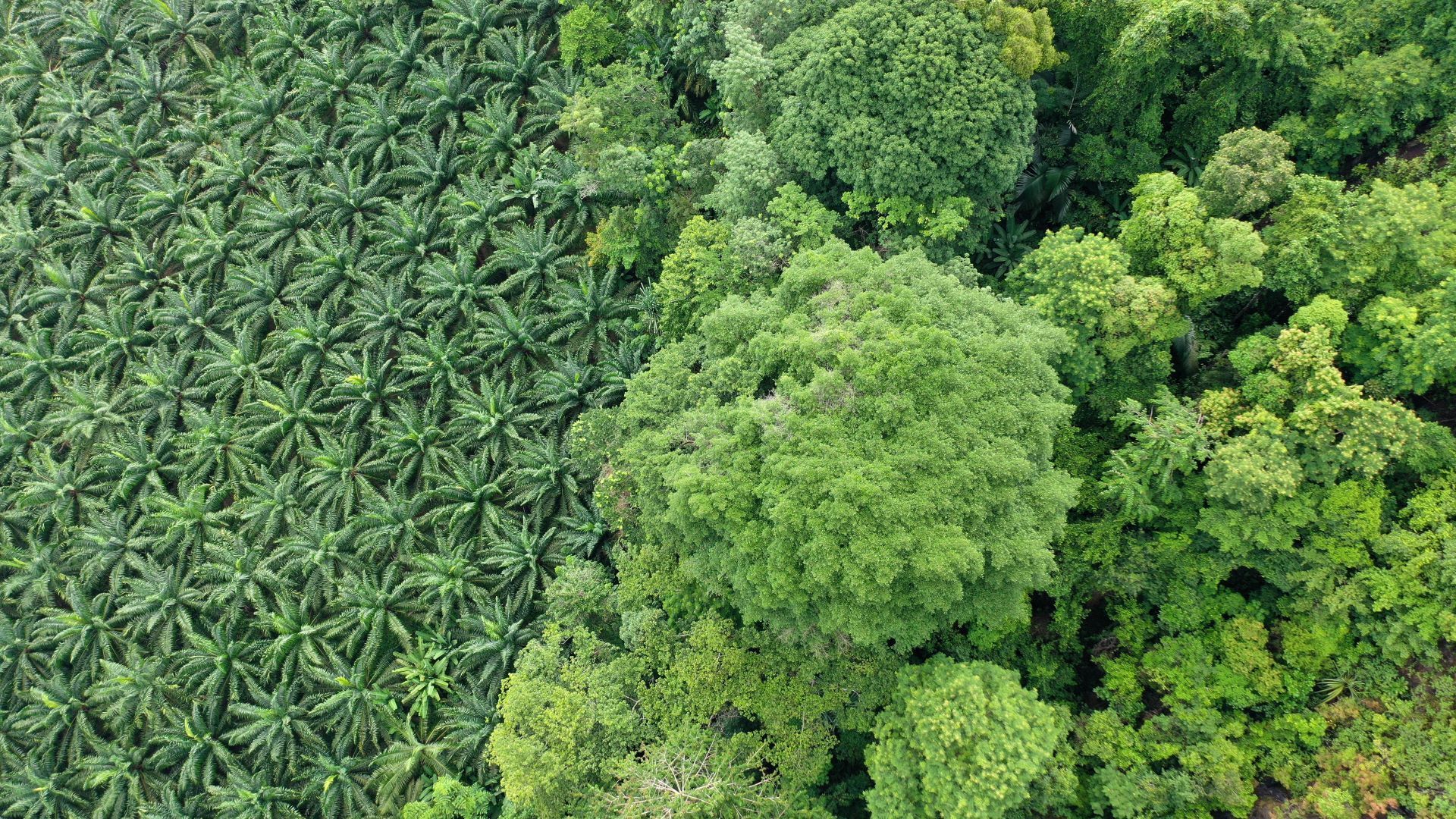 An aerial view showing a palm oil plantation on the left and dense natural forest on the right.