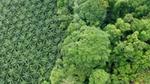 An aerial view showing a palm oil plantation on the left and dense natural forest on the right.