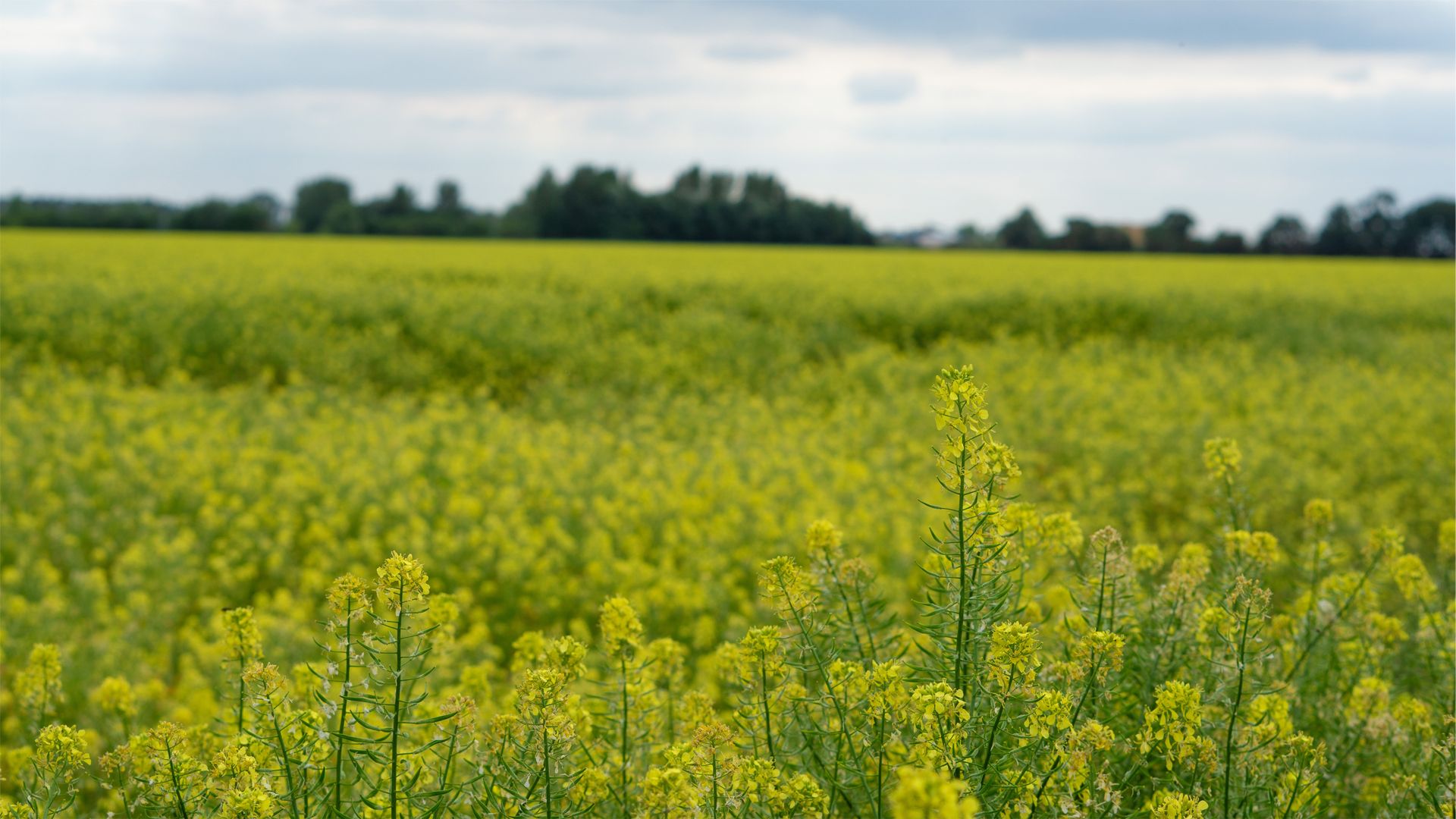 A field of yellow flowering mustard crops under a cloudy sky with a line of trees in the distance.