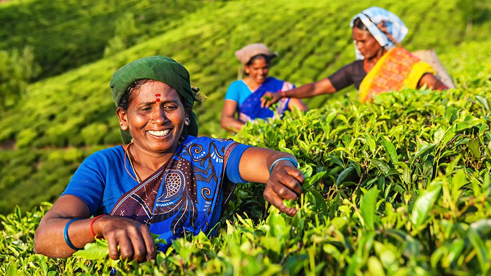 Tea farmers harvesting tea leaves
