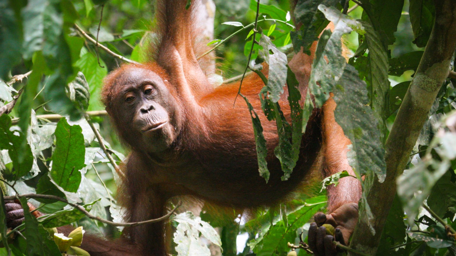 An orangutan hangs among leaves and vines. 