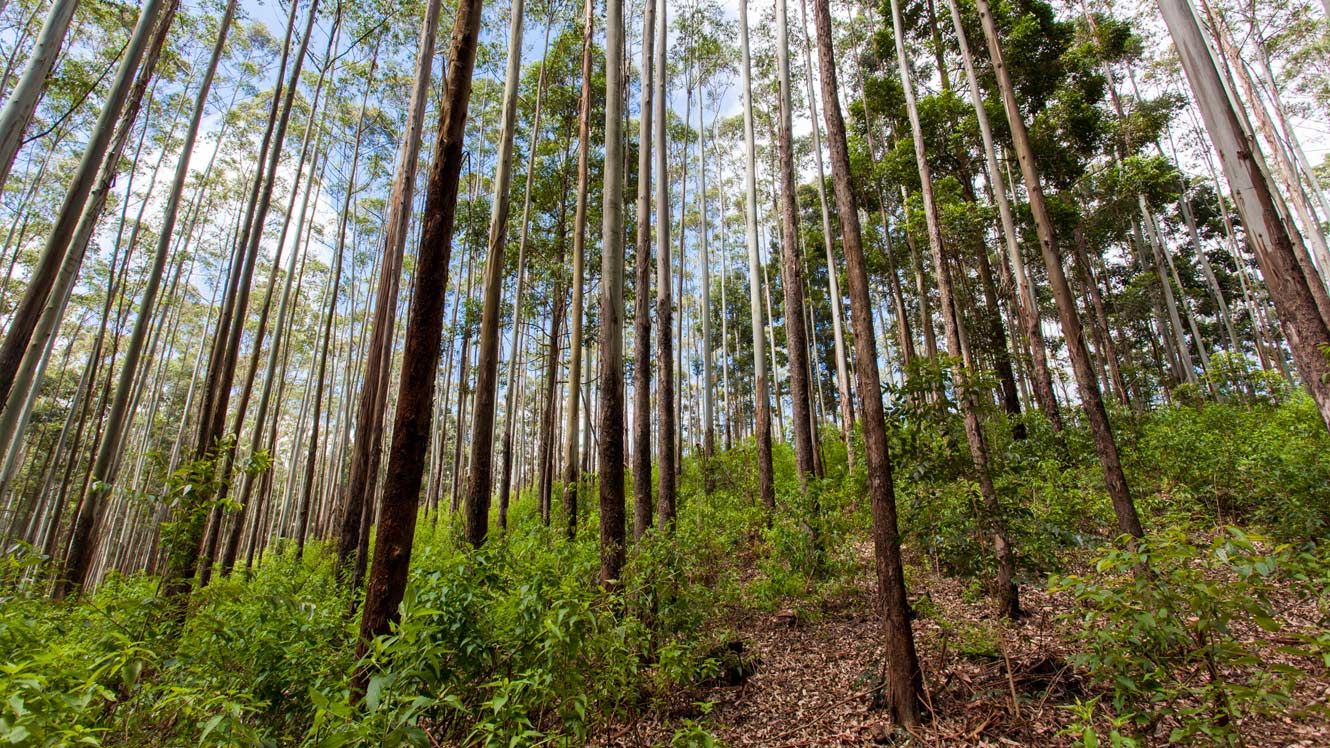 Ground view of a woodland