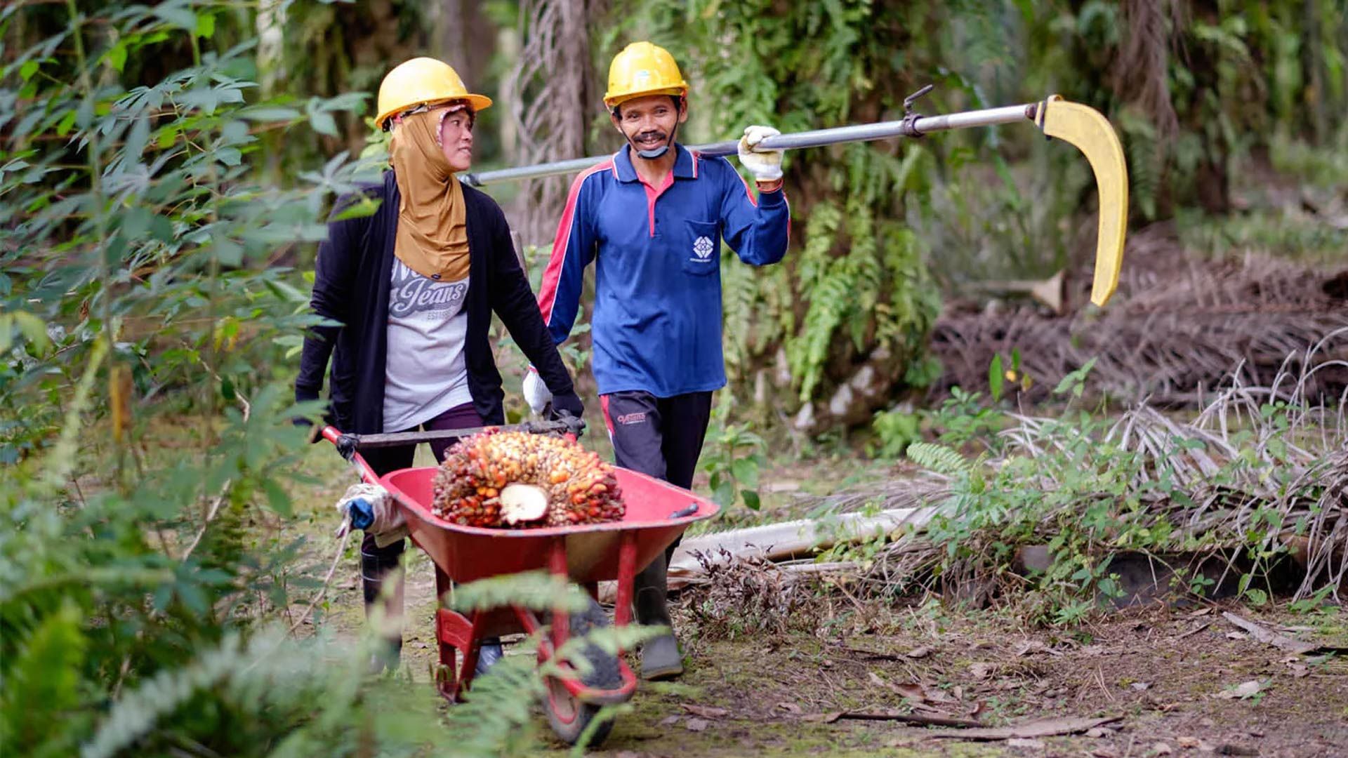 Two palm oil farmers
