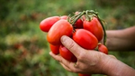 Pair of hands holding a bunch of ripe tomatoes.
