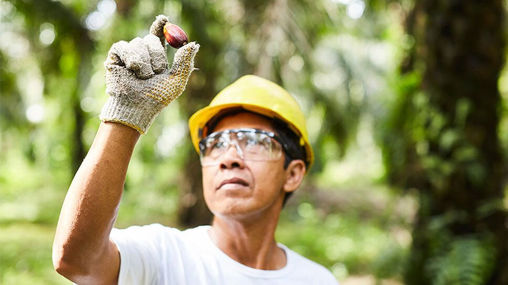 A man wearing a yellow hard hat holds up a plam oil kernal