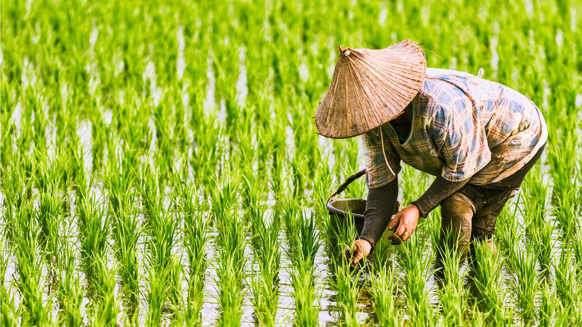 A person in a conical hat and plaid shirt tending to a well-maintained rice field, bending over rows of evenly spaced green rice plants.