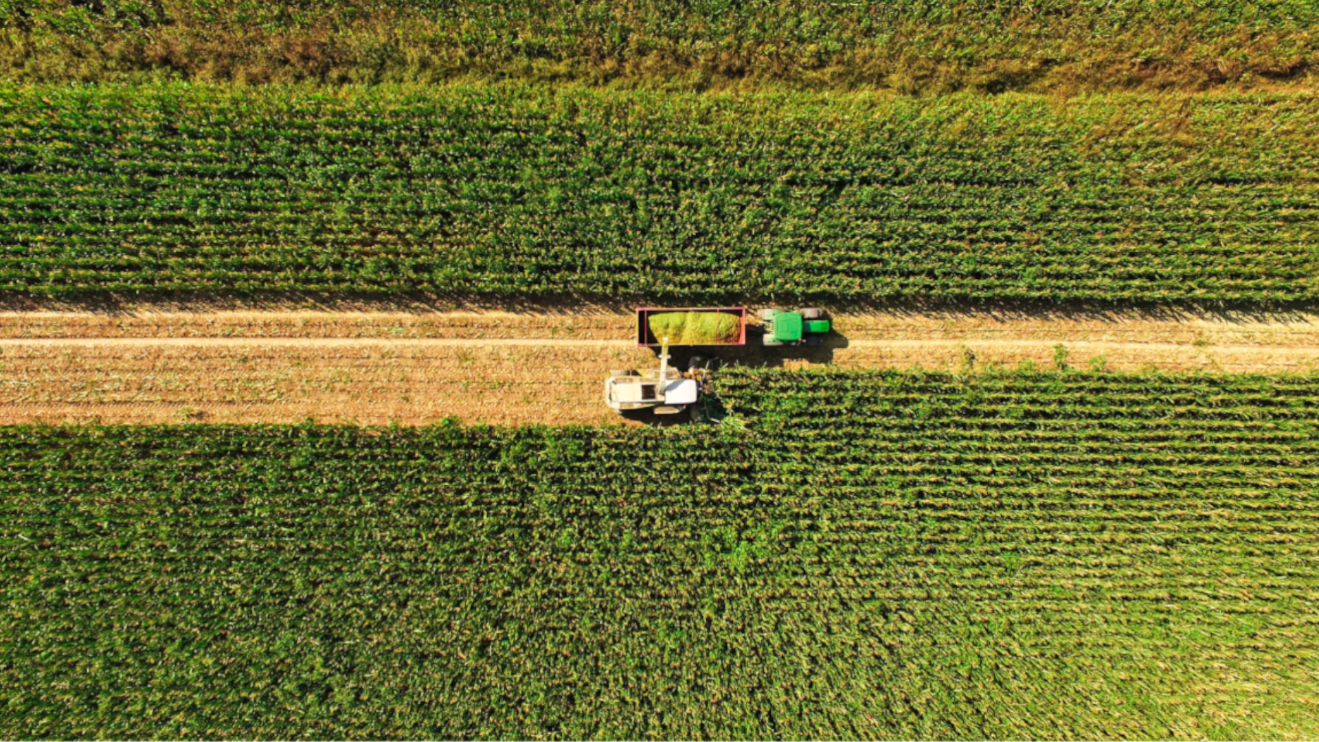 A bird’s eye view of crops being harvested in a field
