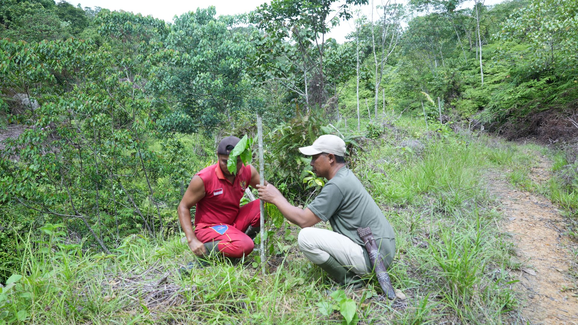A farmer wheels a barrow full of palm fruit between the trees on her plantation