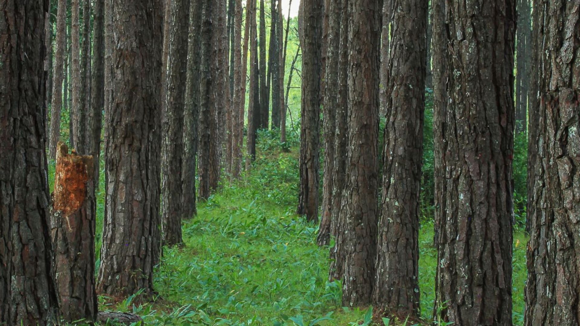 A close up of trees in a forest