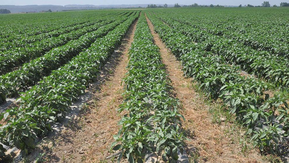 Photo of a field with lots of crops