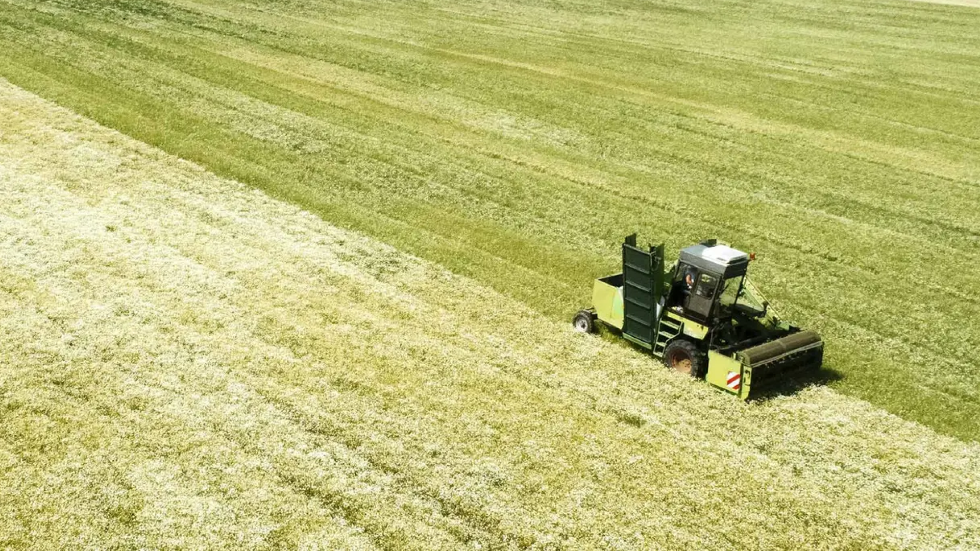 An agricultural machine harvesting crops in a large green field, with evenly cut rows stretching across the landscape. 
