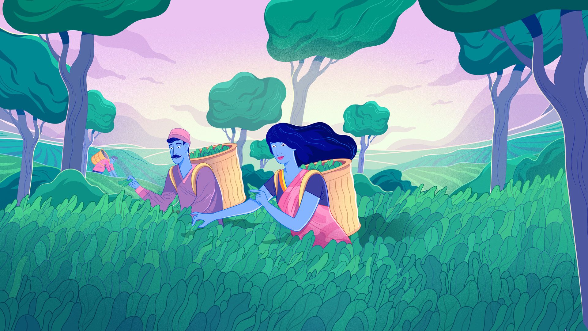 Illustration of two people picking tea leaves in a field