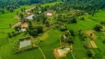 A lush green landscape featuring rice paddies and trees, surrounded by a mix of vegetation and farmland.
