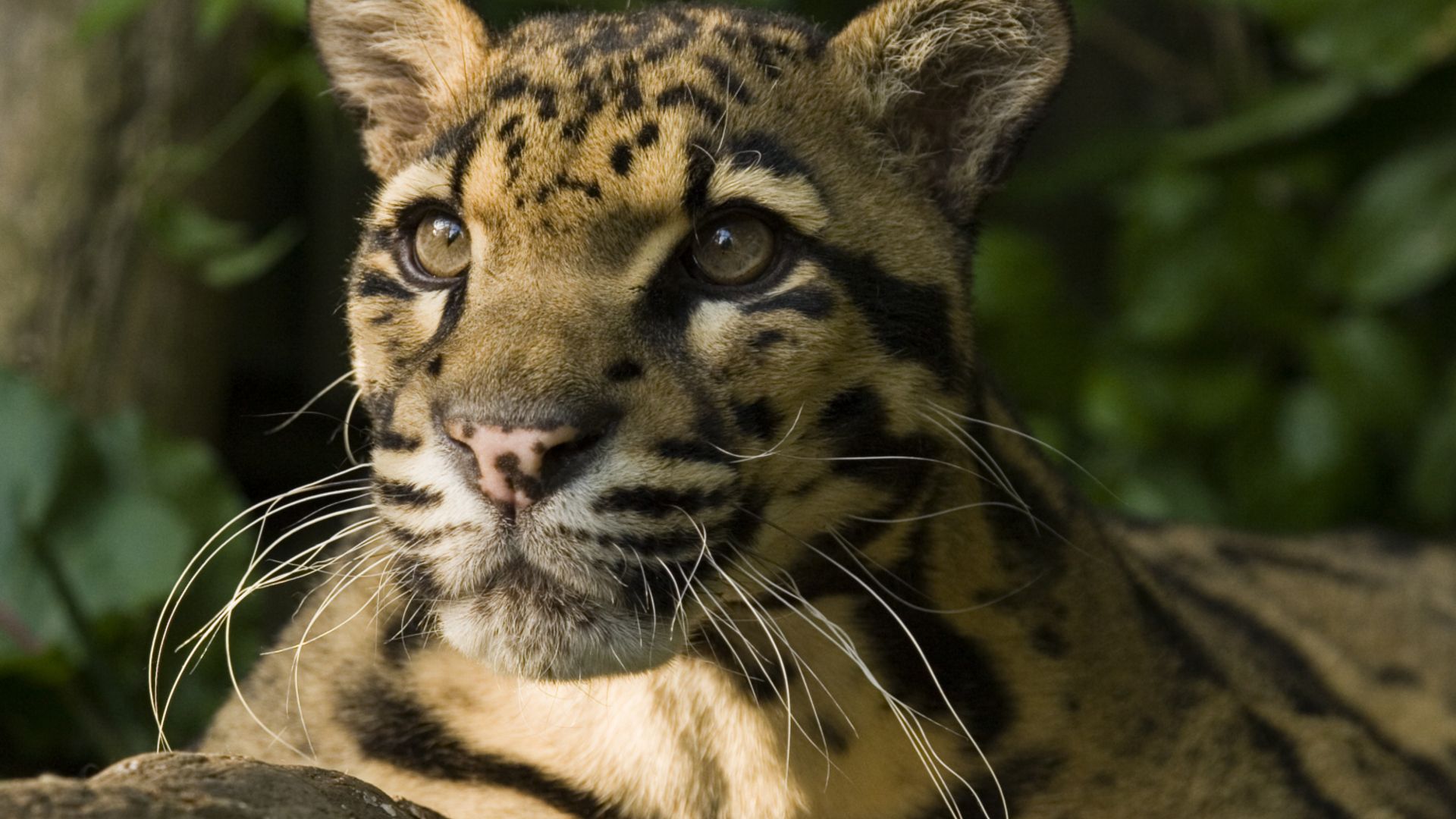 Clouded leopard on a log