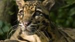 Clouded leopard on a log