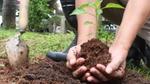 planting with bare hands