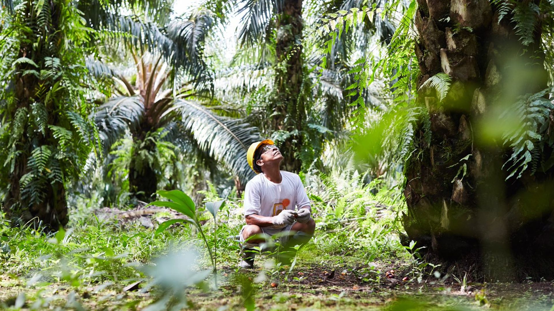Palm oil farmer working in a plantation