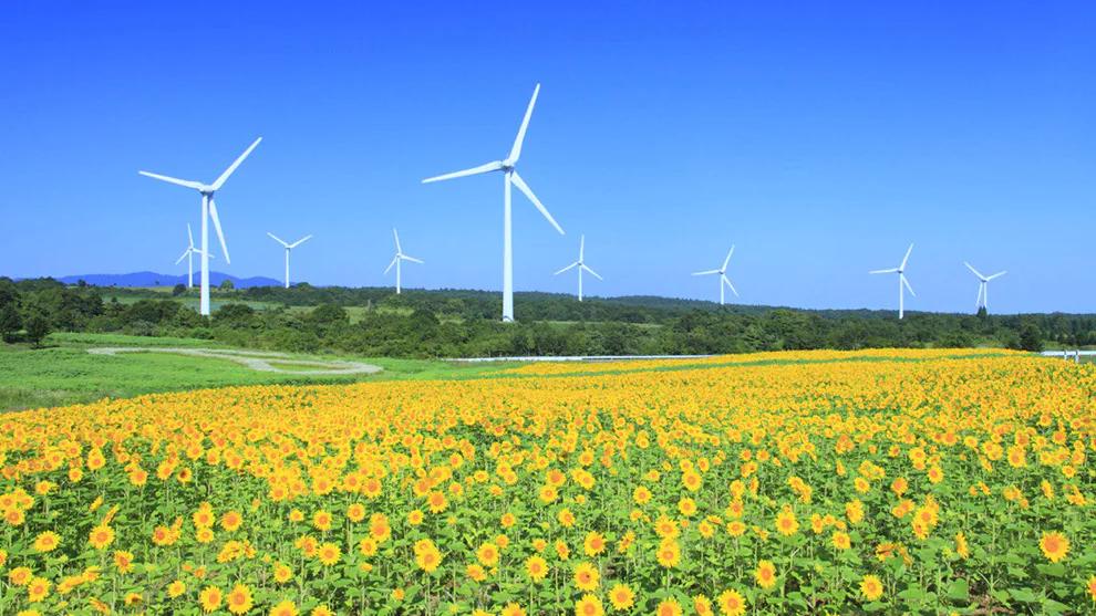 A wide shot of a number of windmills