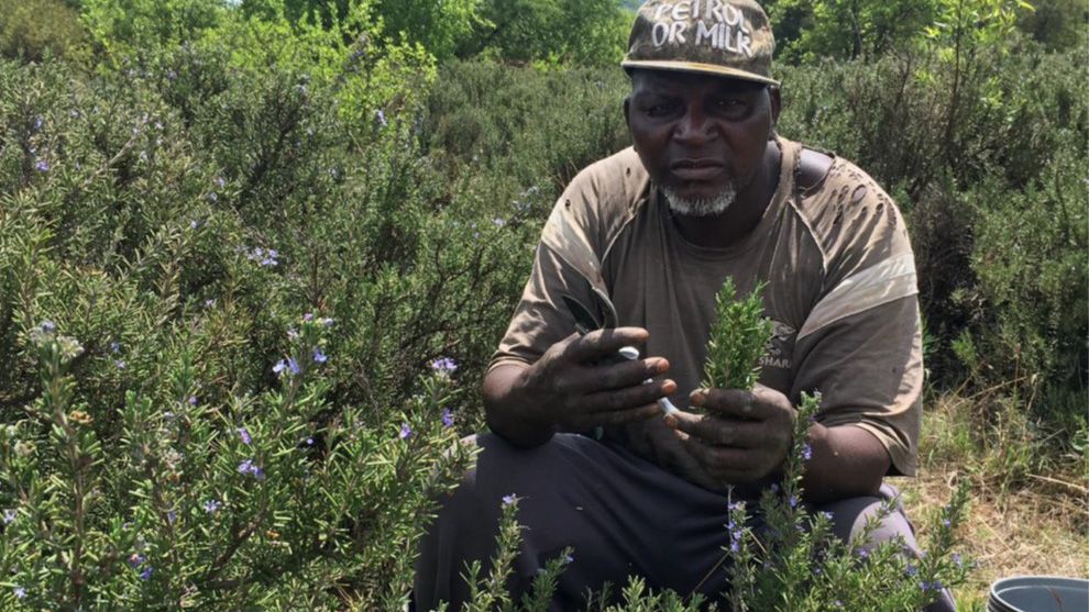 Farmer in field tending crop