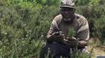 Farmer in field tending crop