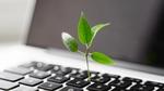 Computer keyboard with a green sapling growing in between the keys
