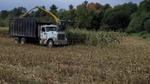 Image of feed crops being harvested