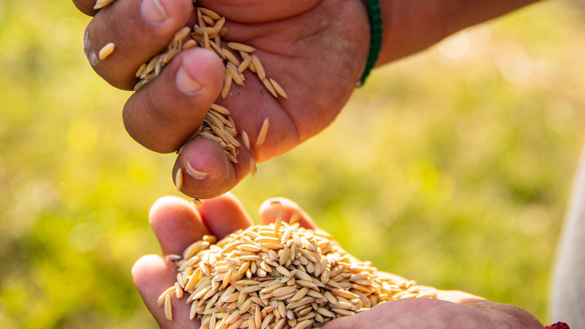 A close-up of hands holding rice grown with methane-reducing practices