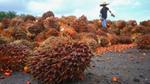 Palm oil worker working with palm crop