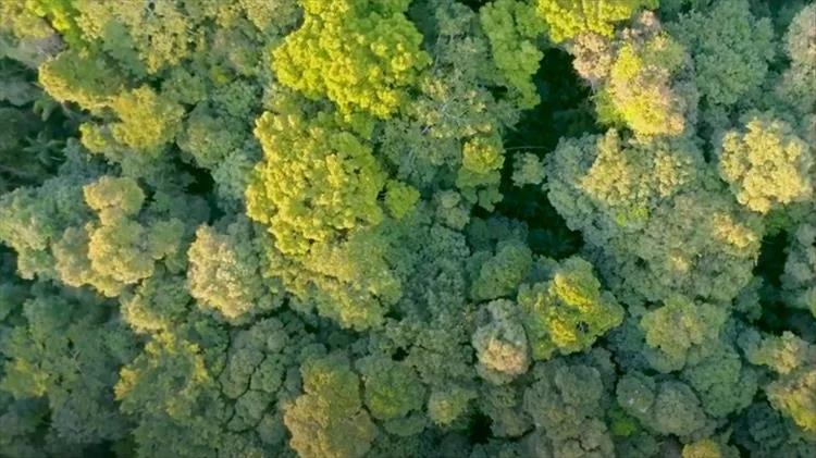 unilever brands invest one million euros in a new climate and nature fund