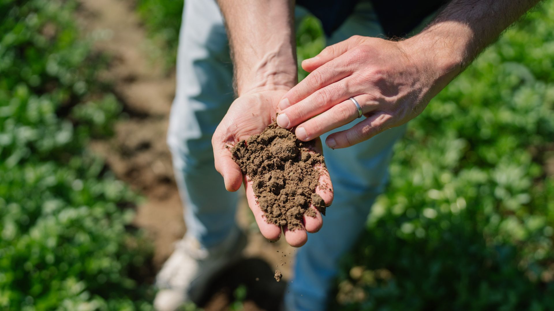 Close up of hands in a field. The hands are holding soil.
