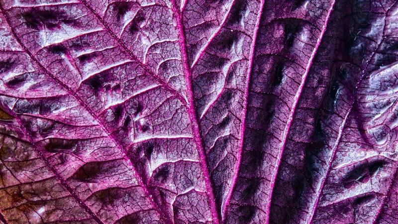 Close-up of purple cabbage leaf.