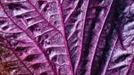 Close-up of purple cabbage leaf.