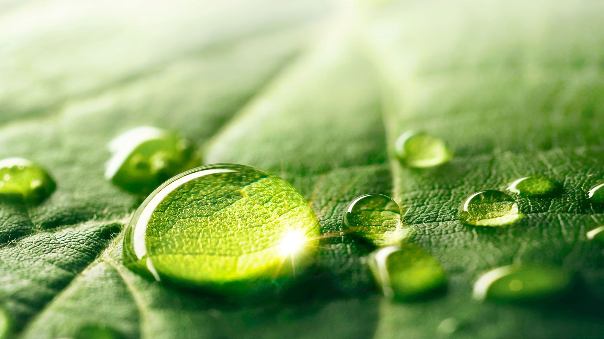 A close-up of a green leaf with several water droplets resting on its surface.