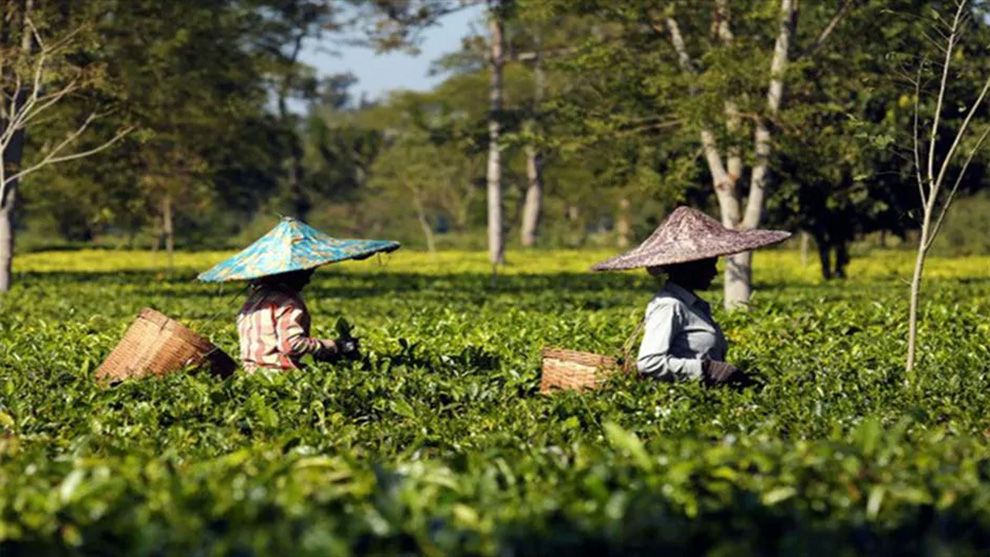 Two tea farmers harvesting tea leaves